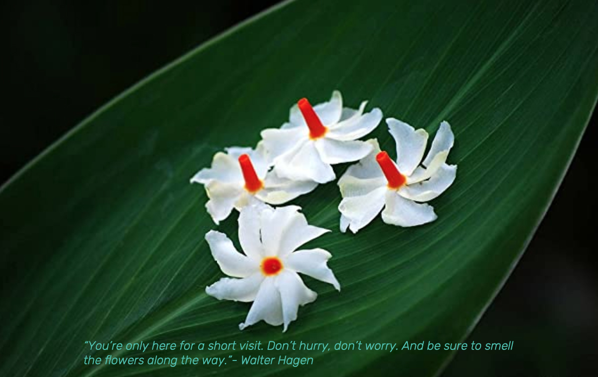 Prajakta flower